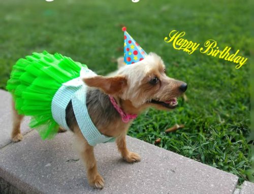 Fur Baby of the Month- Introducing Chloe Chanel Henry